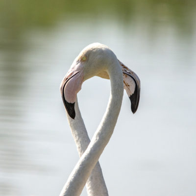 Chamarque-Flamingos
