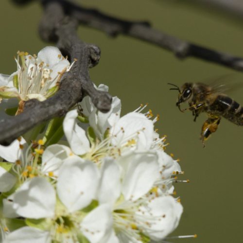 Zwetschkenblüten mit Biene