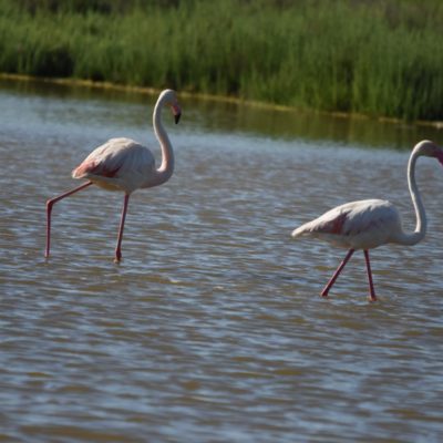 Flamingos Camarque