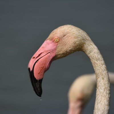 Flamingos Camarque