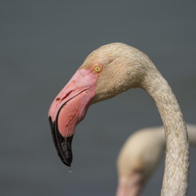 Flamingo Camarque
