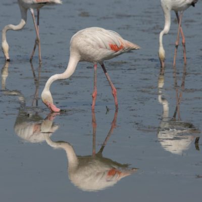 Flamingo Camarque