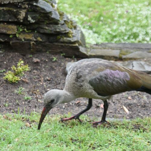 Bostrychia /Gattung Ibisvögel