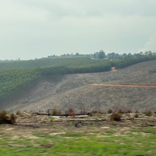 Teilweise abgeholzte Wälder