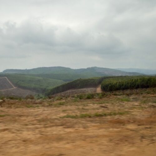Teiweise abgeholzte Wälder