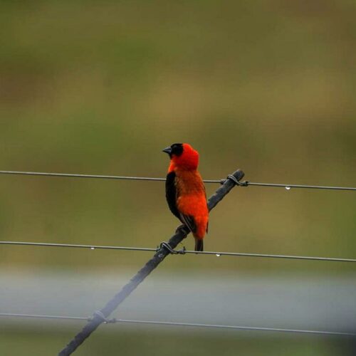 Red Bishop Bird